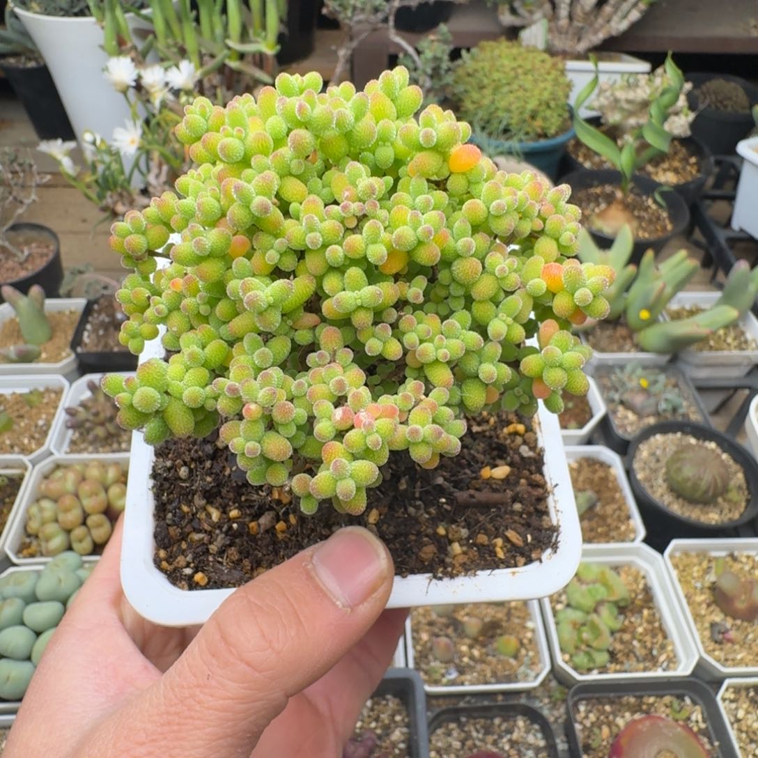 金桔糖球8cm多肉。    