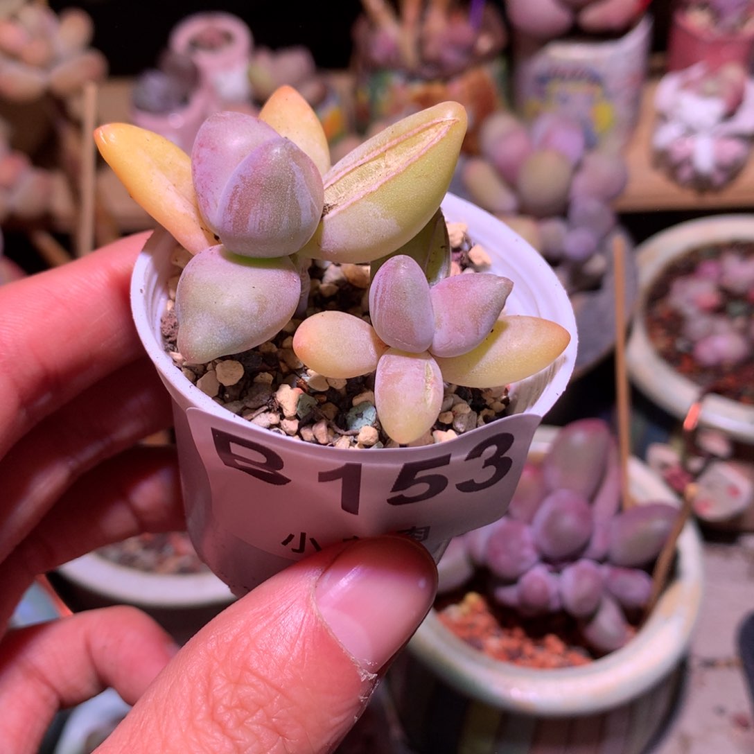 香蕉奶酪多肉153