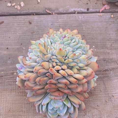 一物一拍星影缀化左右龙头