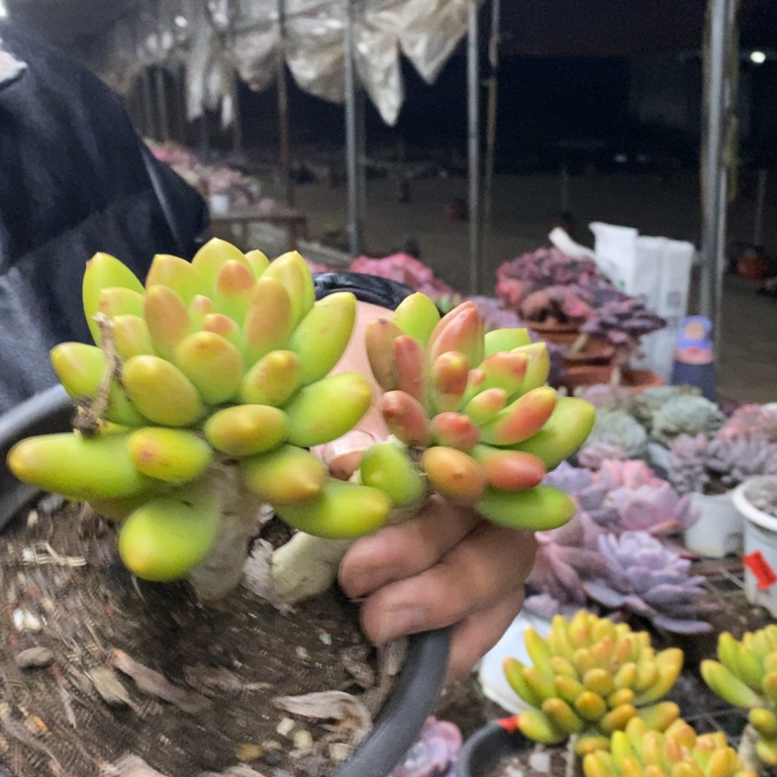 金蝉双头起发老桩