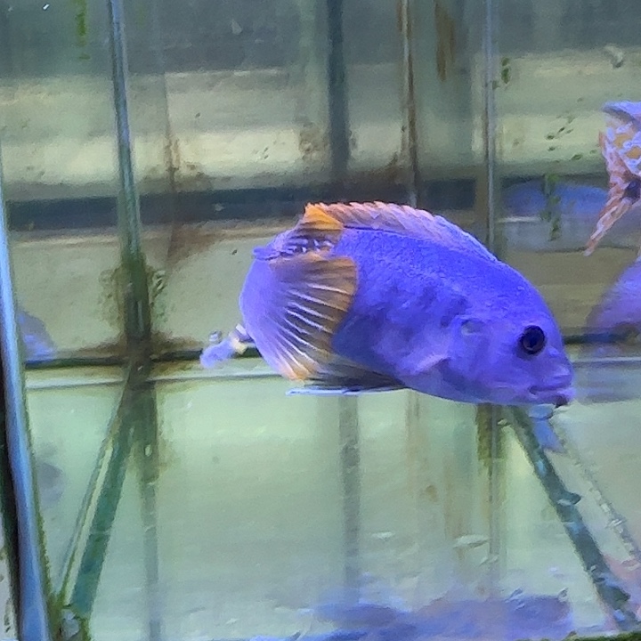 L***e海水鱼151号11111111