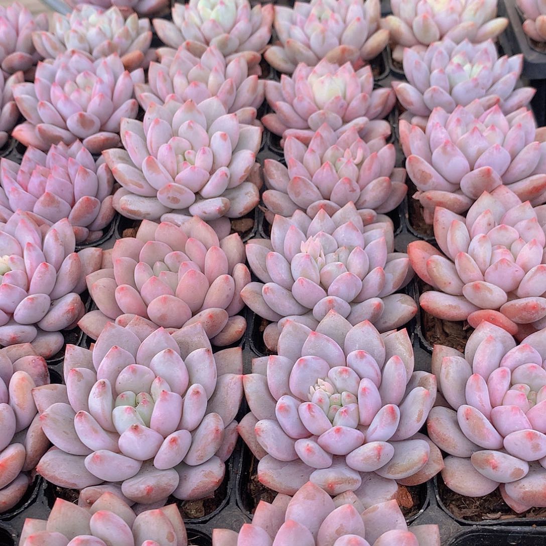 半夏345774567889990