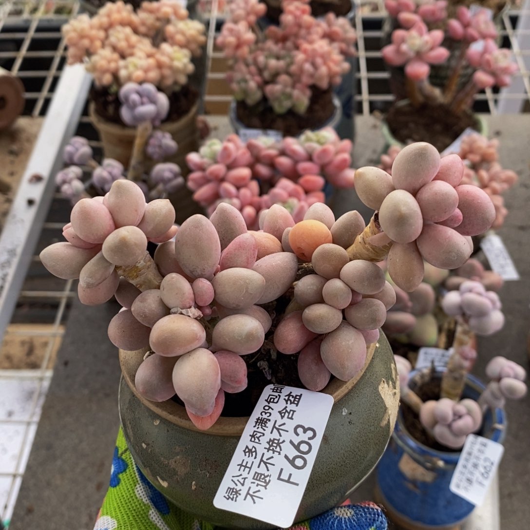 汤圆663/10c m多肉