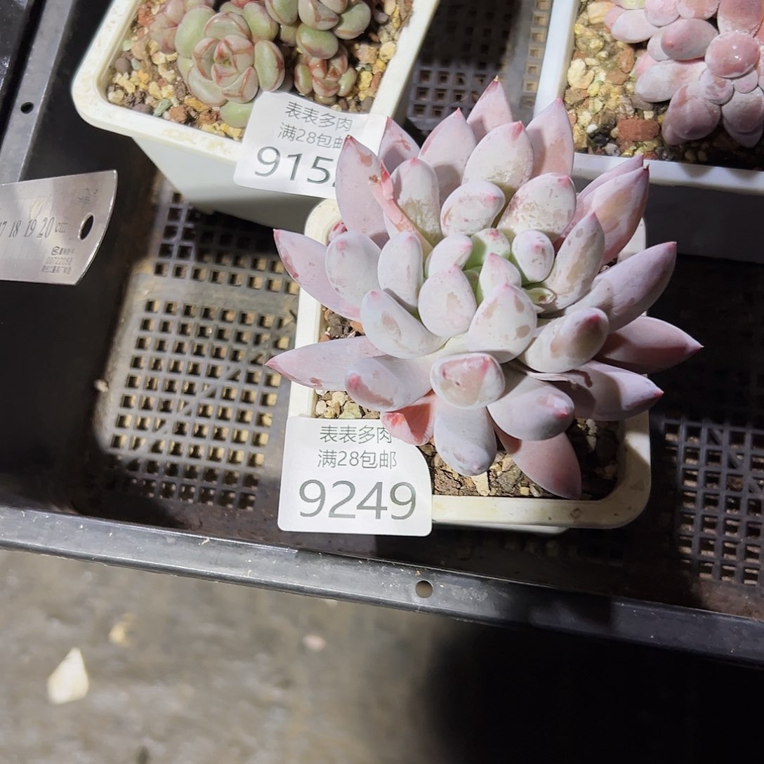 9号多肉一物一拍9249