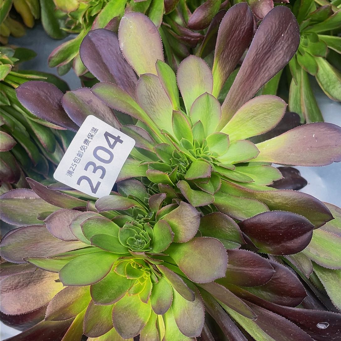 2304欧紫缀多肉植物
