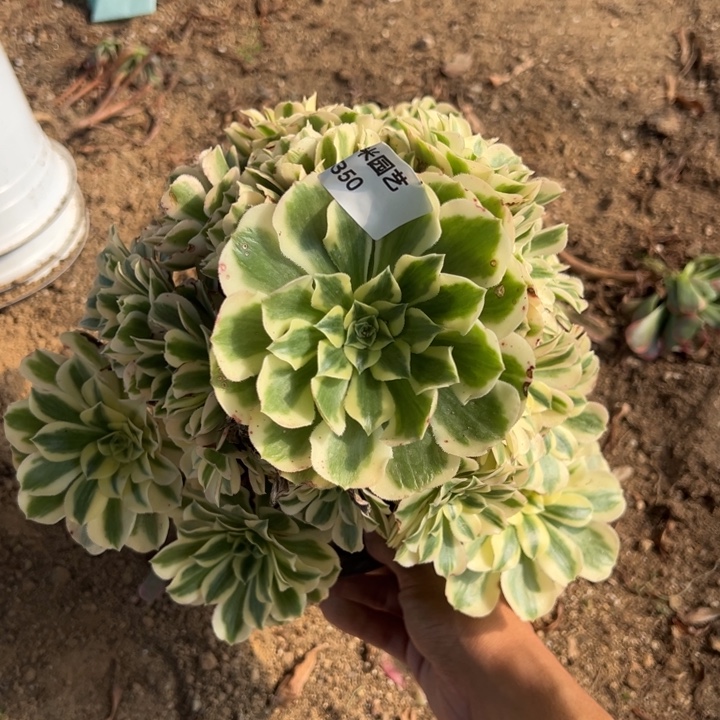 迈巴赫大手捧多肉植物350