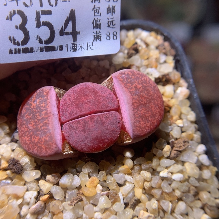 精品生石花310.354