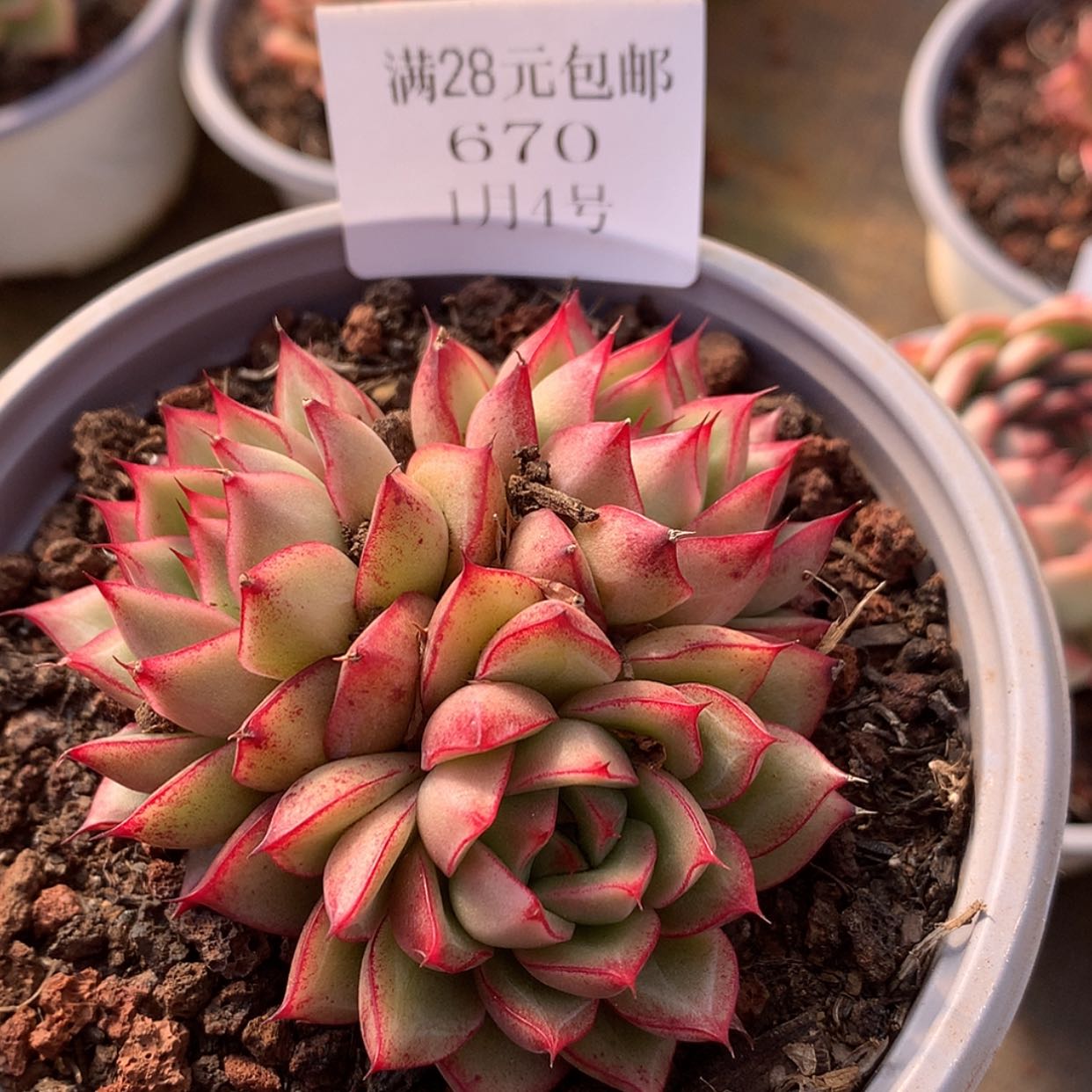 【闪购商品】云670