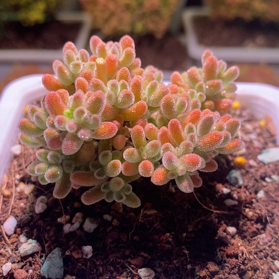 冰晶枝干番杏148