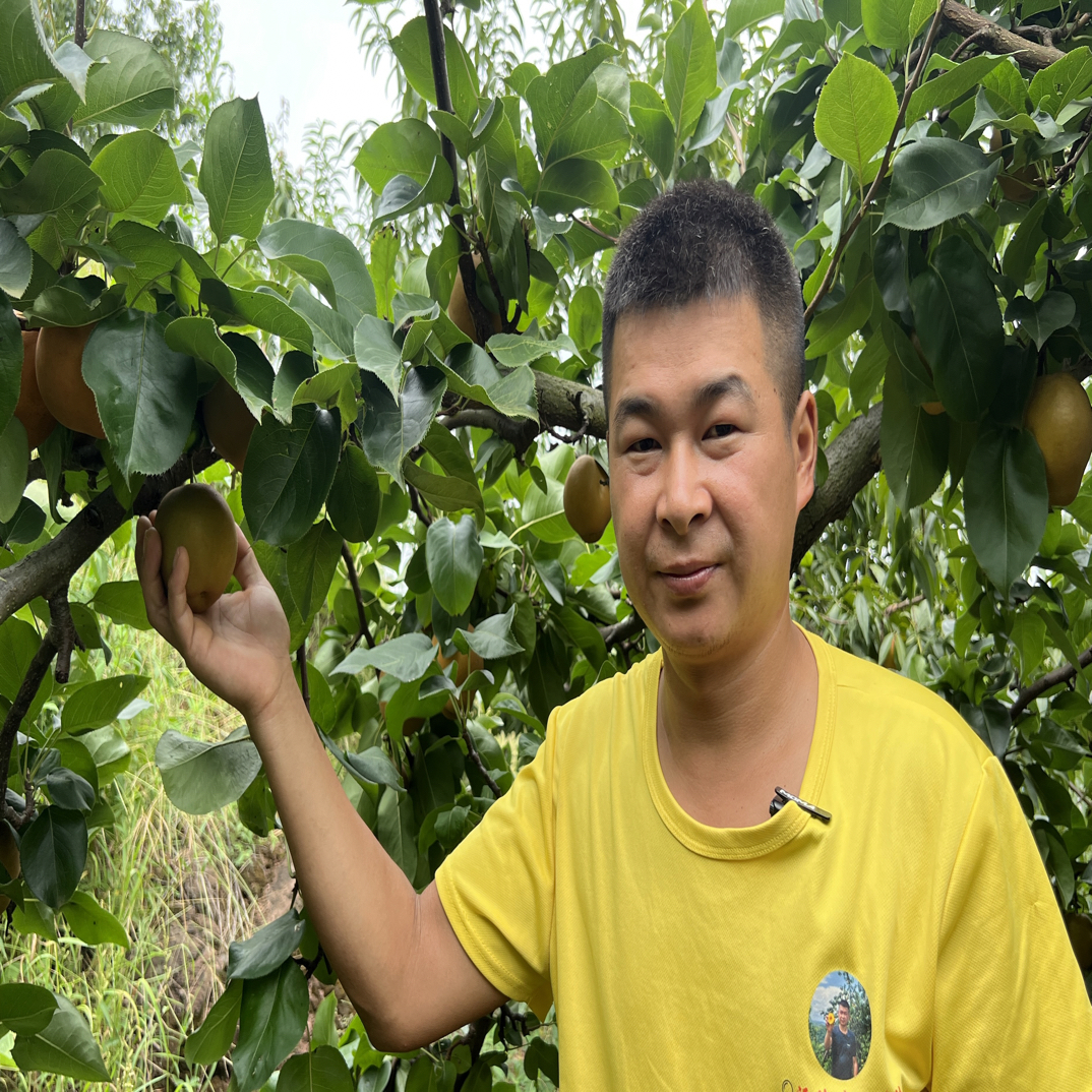 沅陵金秋梨开园了采摘现发清甜无渣汁水多