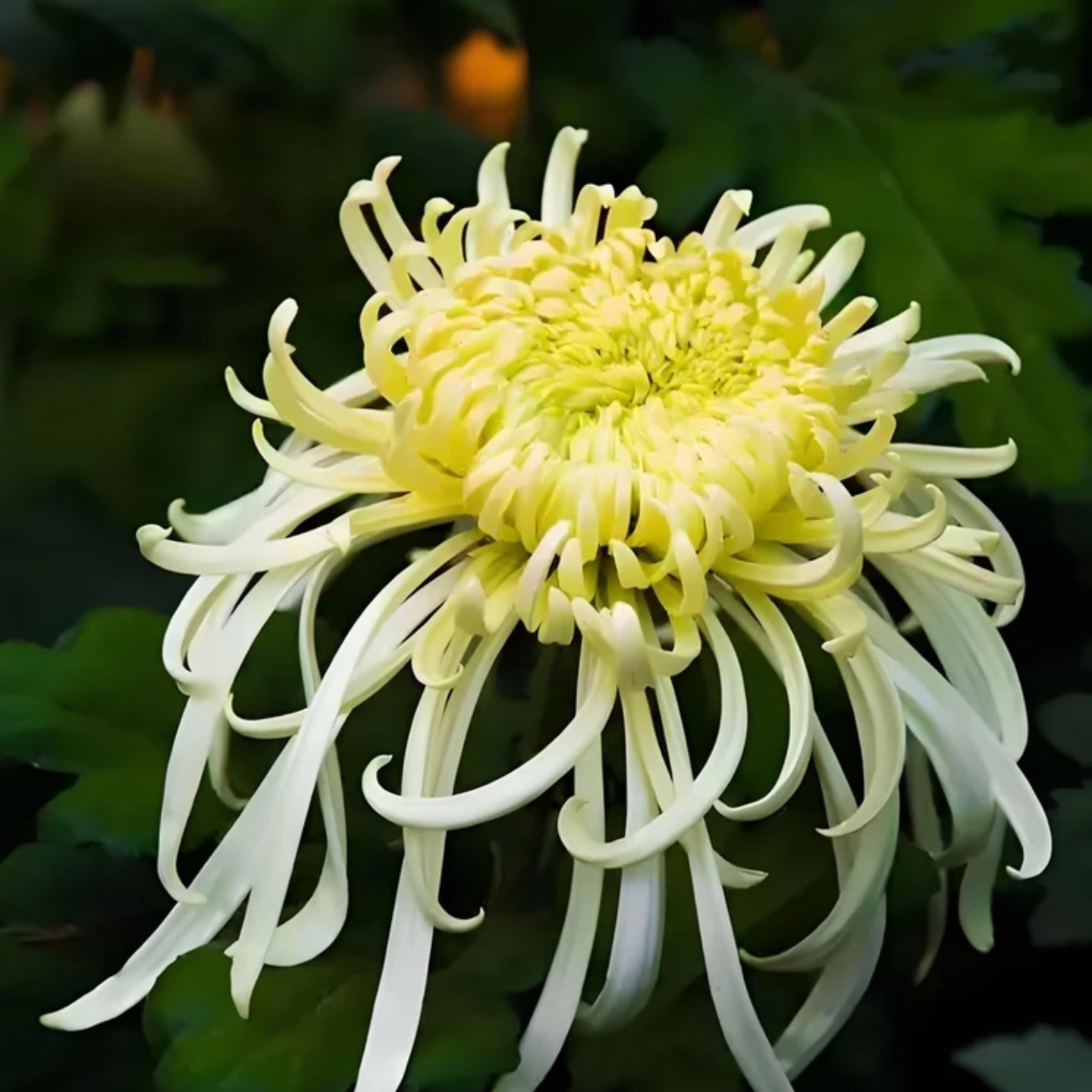 九月大菊【绿水清波】3颗，小苗带土发货