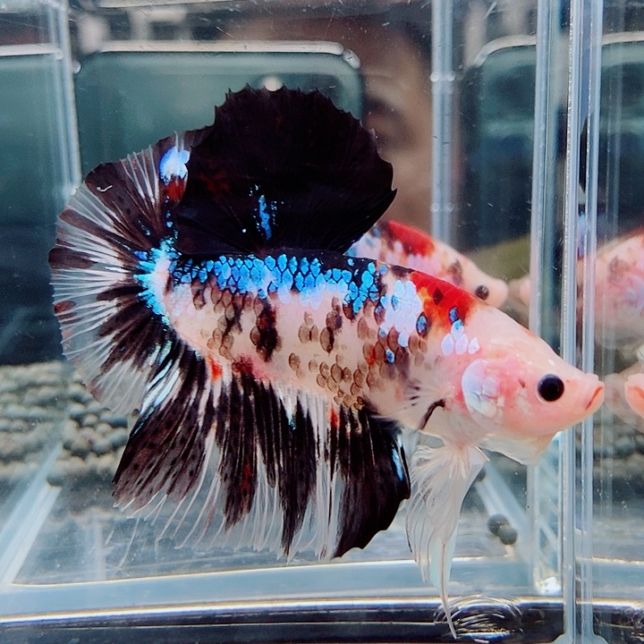 A***6斗鱼蓝04号巨斗将军