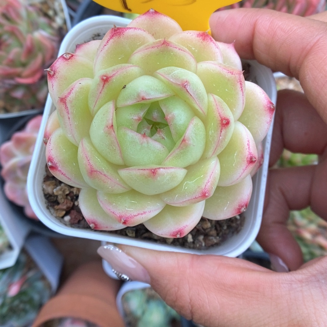 S***3菠萝蜜麦秆可拍抵扣15。 735号