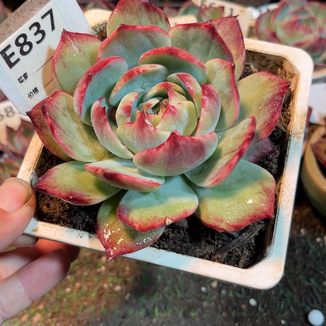 惊鸿一瞥837号多肉