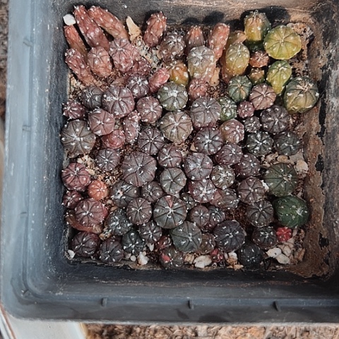 2694仙人球小苗的