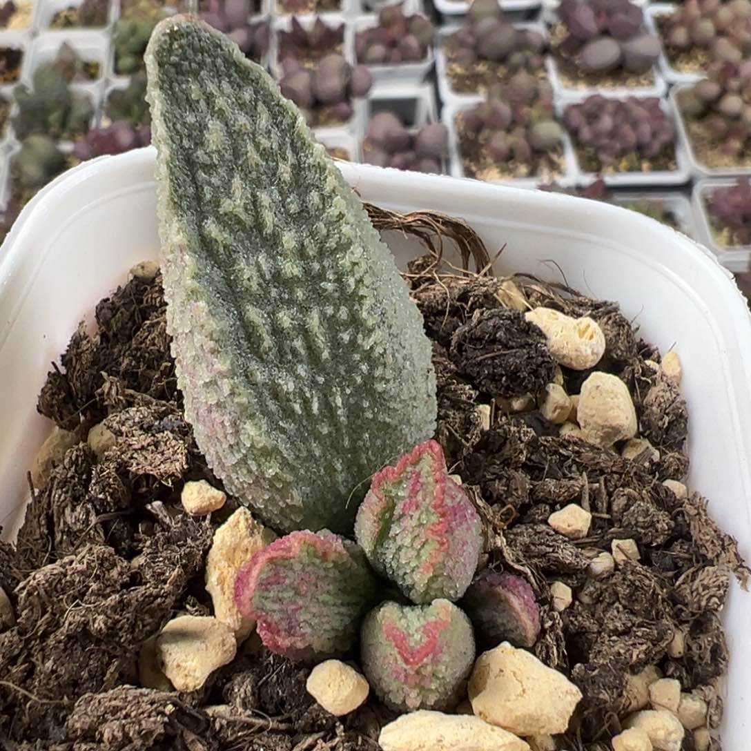 绿猪肝大苗多肉植物水泡
