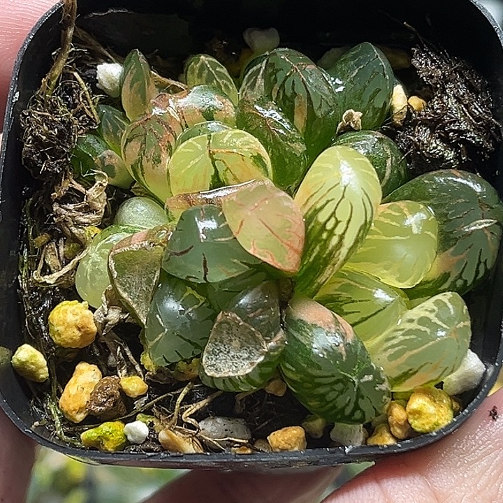 213多头红太阳玉露锦（有伤，介意勿拍）