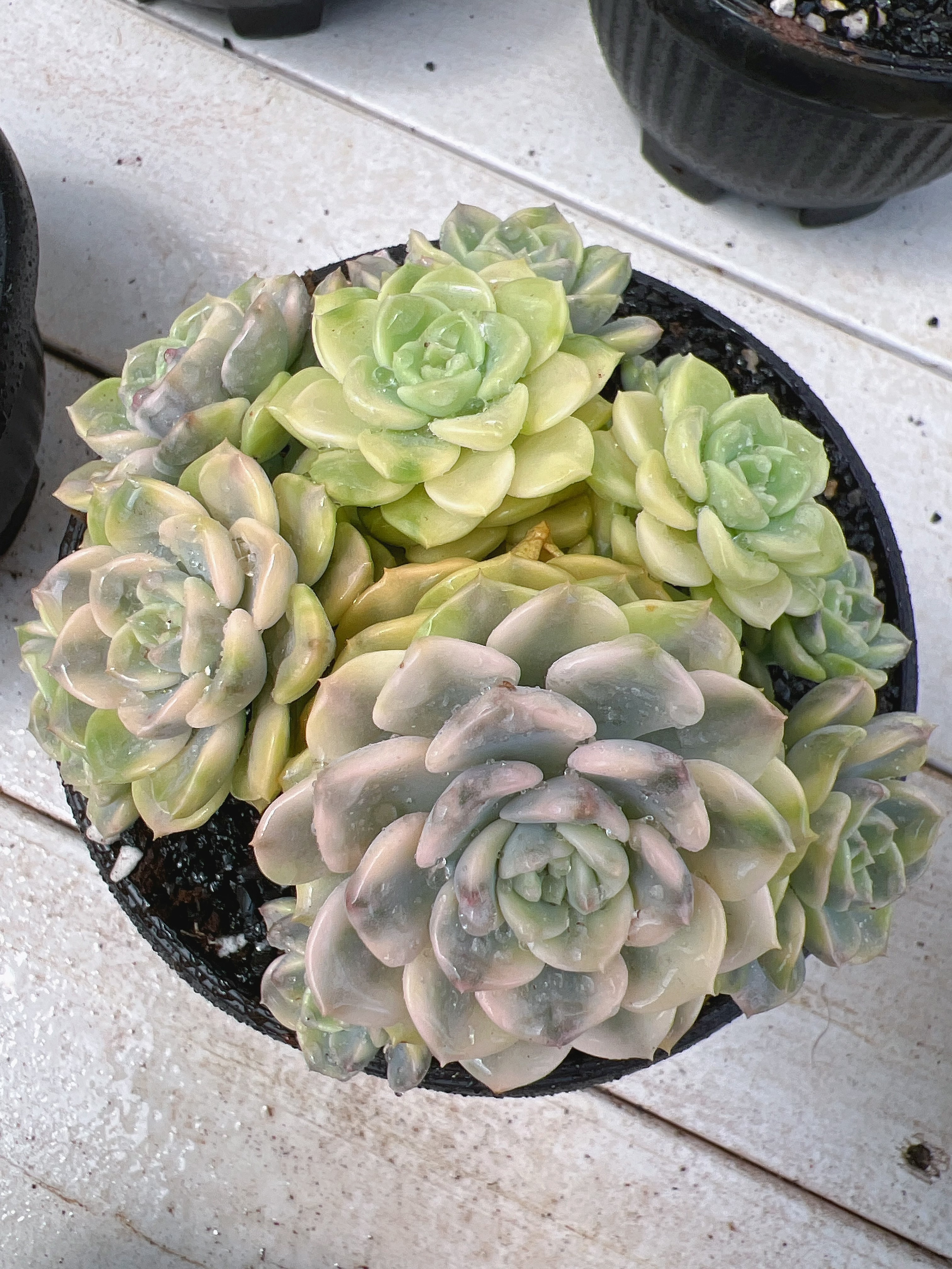 小铃铛锦整桩无砍群（8-11cm）脱土金先生精品多肉