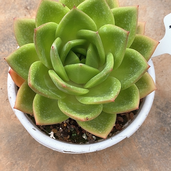 946-直播福利翠花