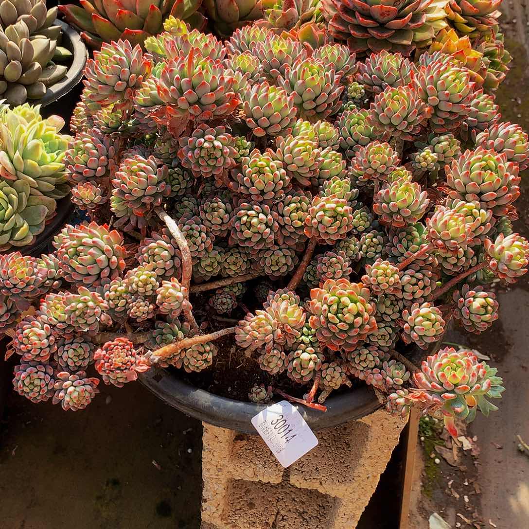 高***）蓝苹果30014吨肉多肉