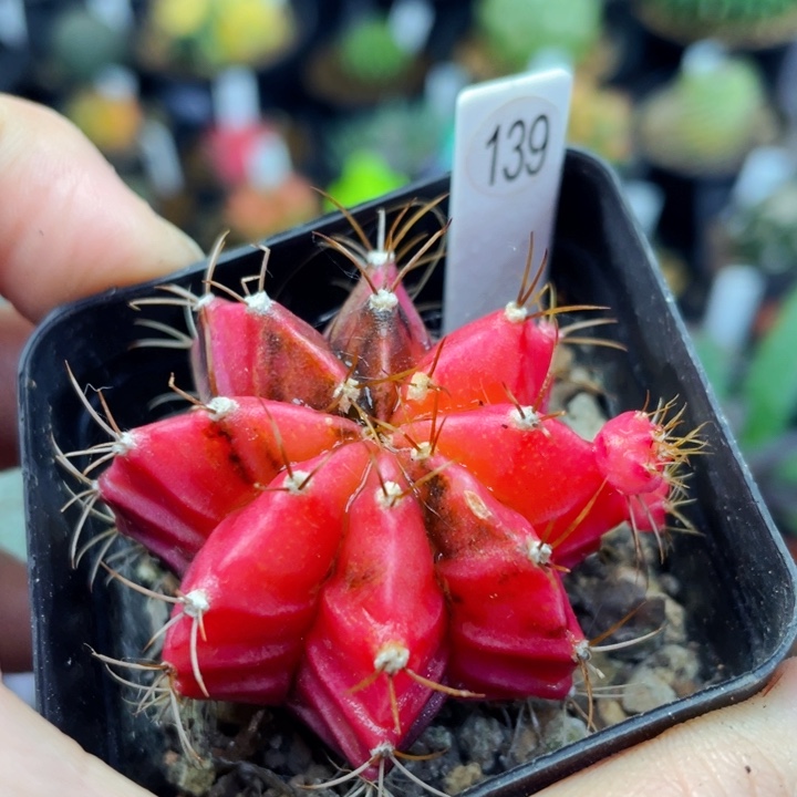 特价非偏远地区满25包邮仙人球