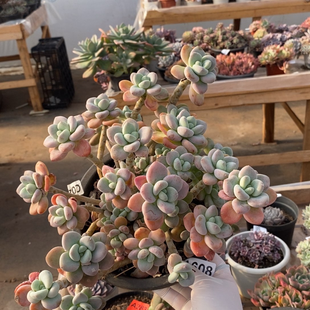 608洛神整桩一物一拍