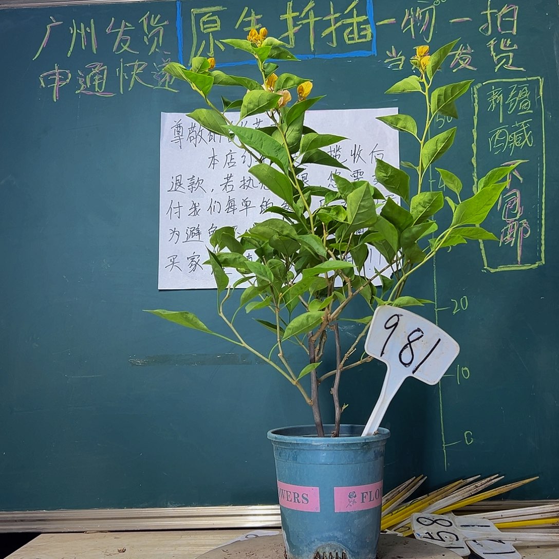 当前无花栽培后可以开花黄玫瑰981