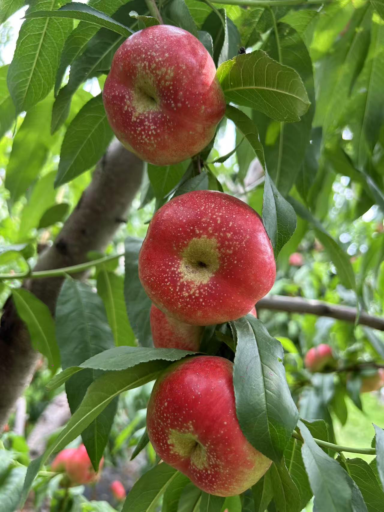 平谷纽扣油蟠桃。小型果嘎嘎脆甜。