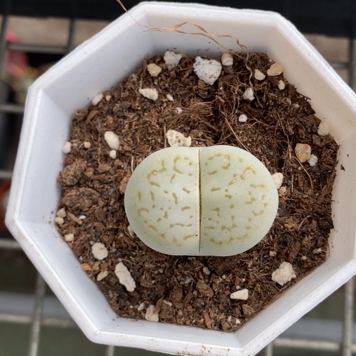 伯克利和格蕾纳等著名音乐家