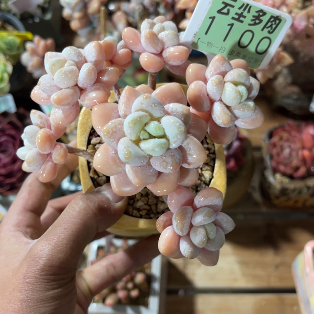 云尘多肉一物一拍不含盆1100