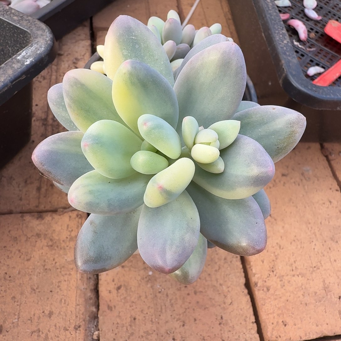 玉****大叶奶111111227-99