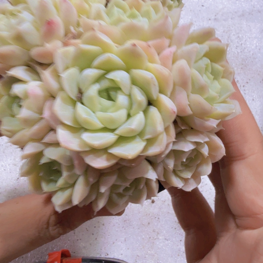 白女王手捧一颗福利