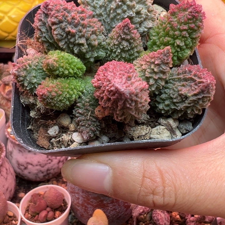         朱紫玉。     
