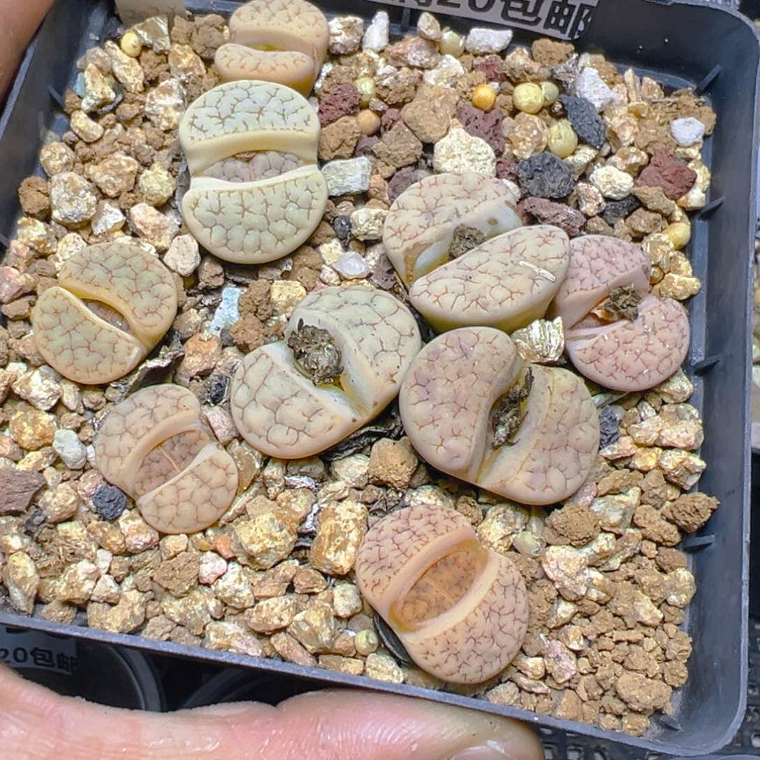 【闪购商品】 487。