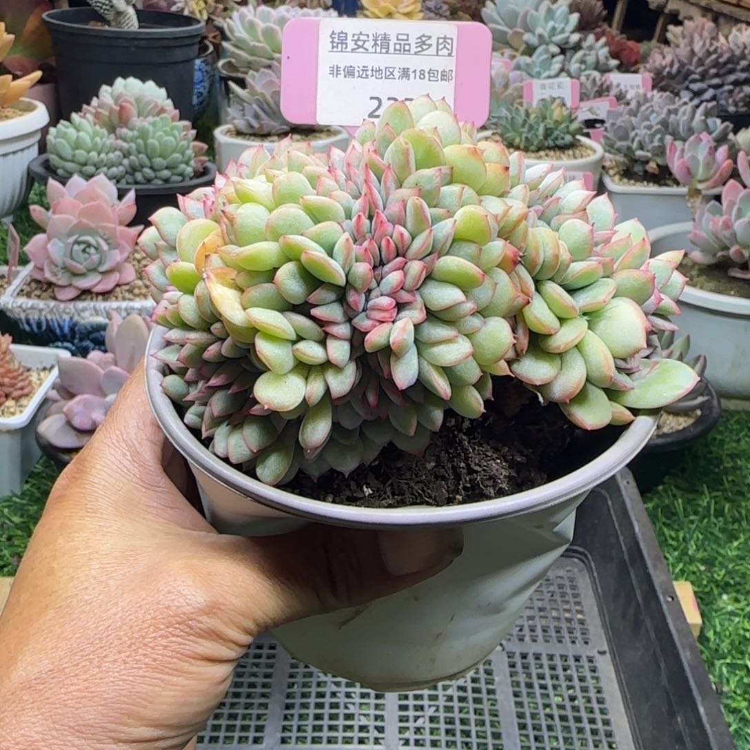 锦安精品多肉植物232