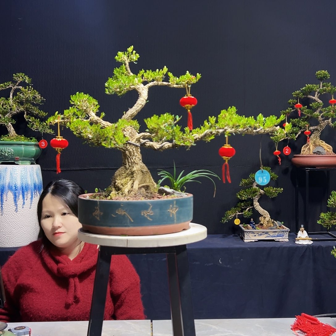 绿植广东皱皮黄杨木