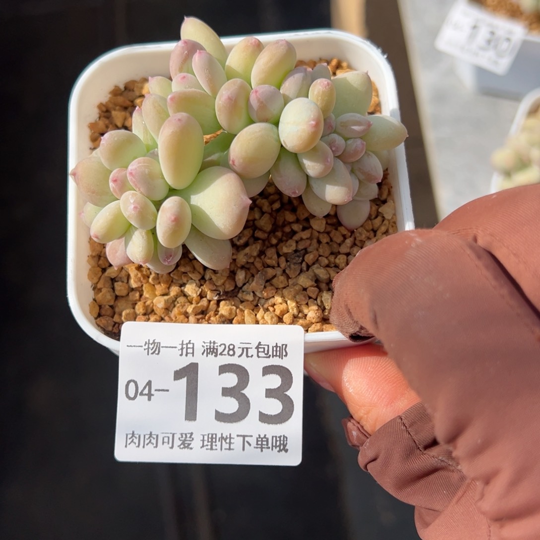 三日月美人缀化多肉多肉多肉多肉