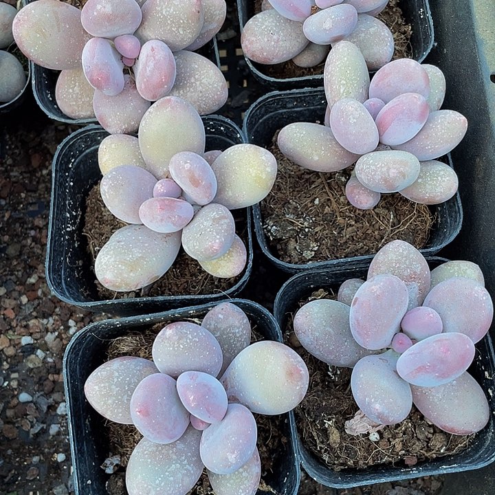 大单头桃美人带盆土发