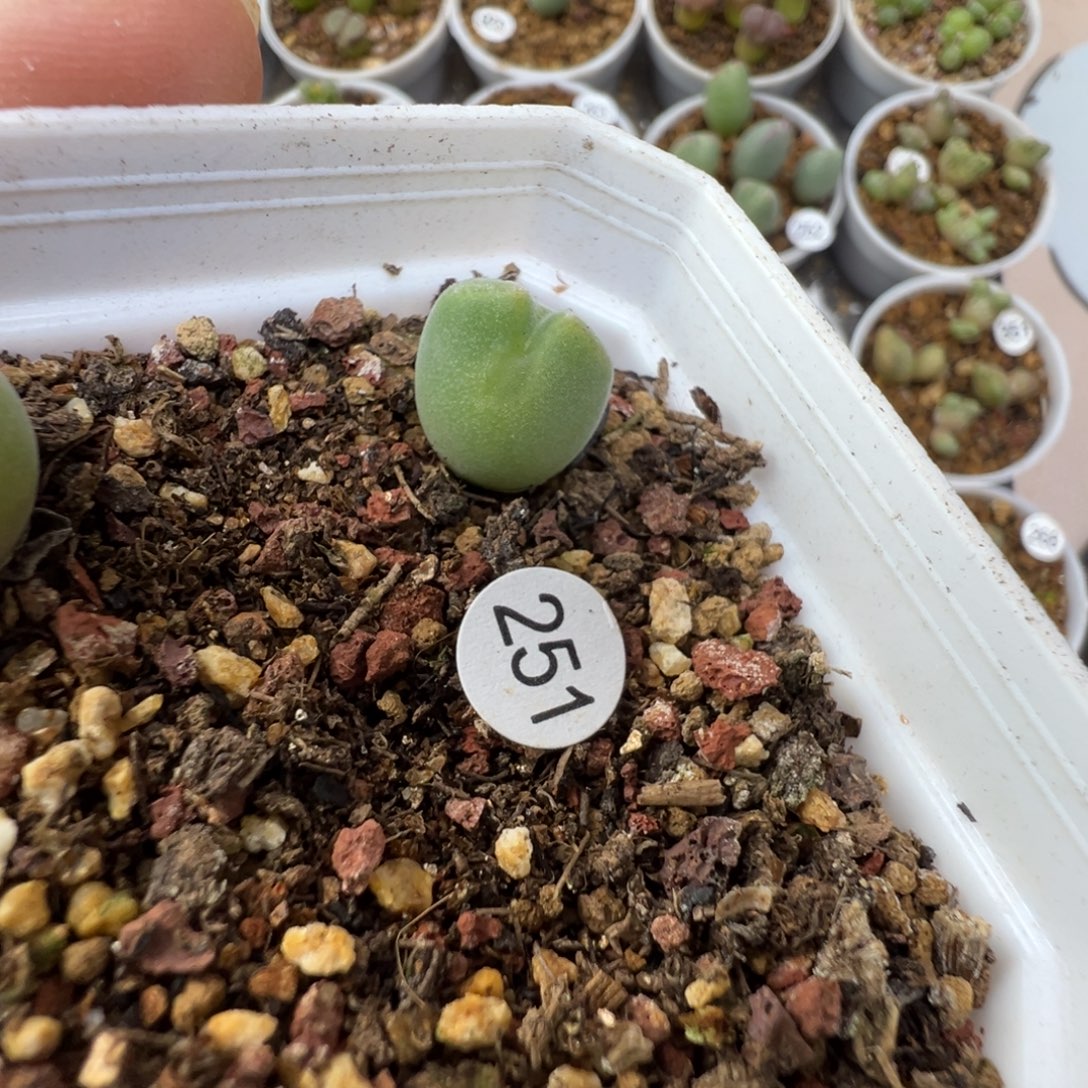 空蝉一颗脱土2510000