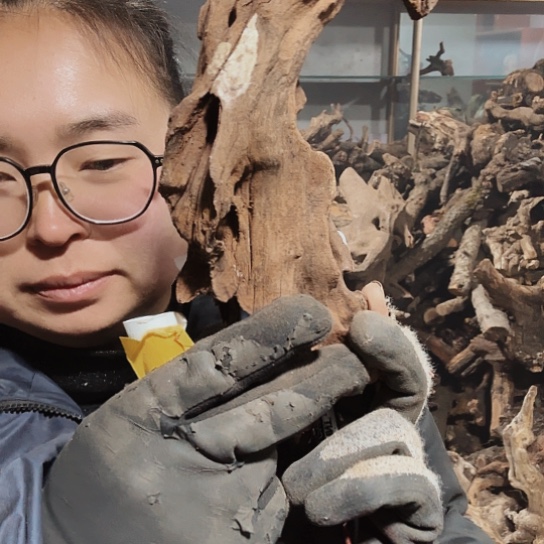 香榧木大****山火琉璃等毛看看摆件