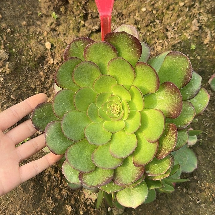 2-170雨荷多肉法师