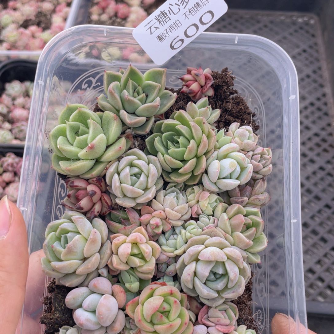 云糖心多肉植物600