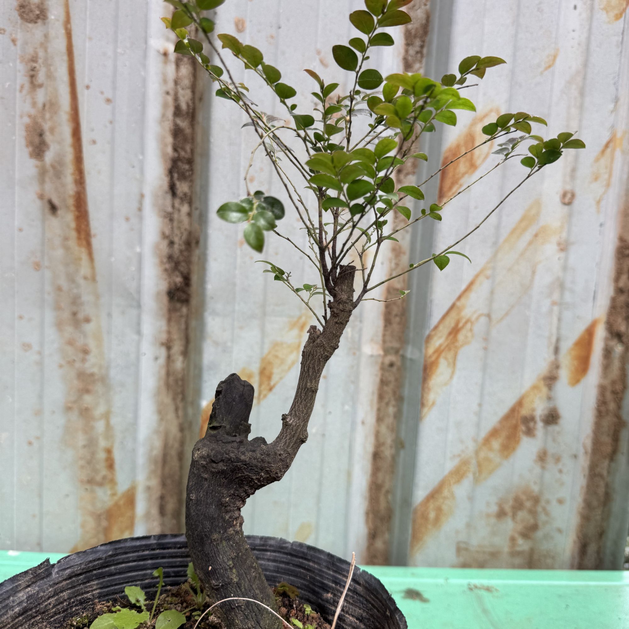 室内盆栽黑骨茶D5