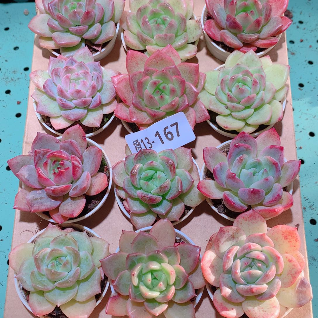 13-167一物一拍多肉带盆18颗