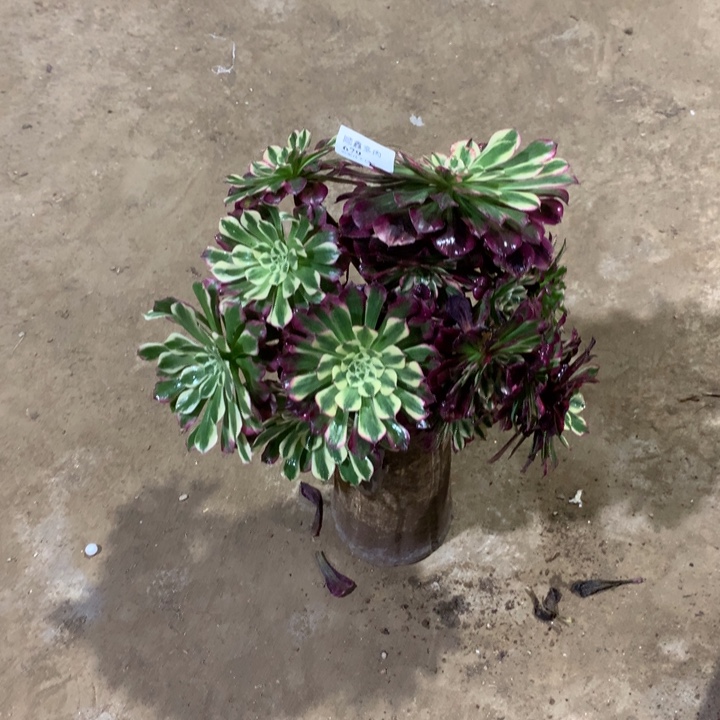 679铜花顺多肉植物特价