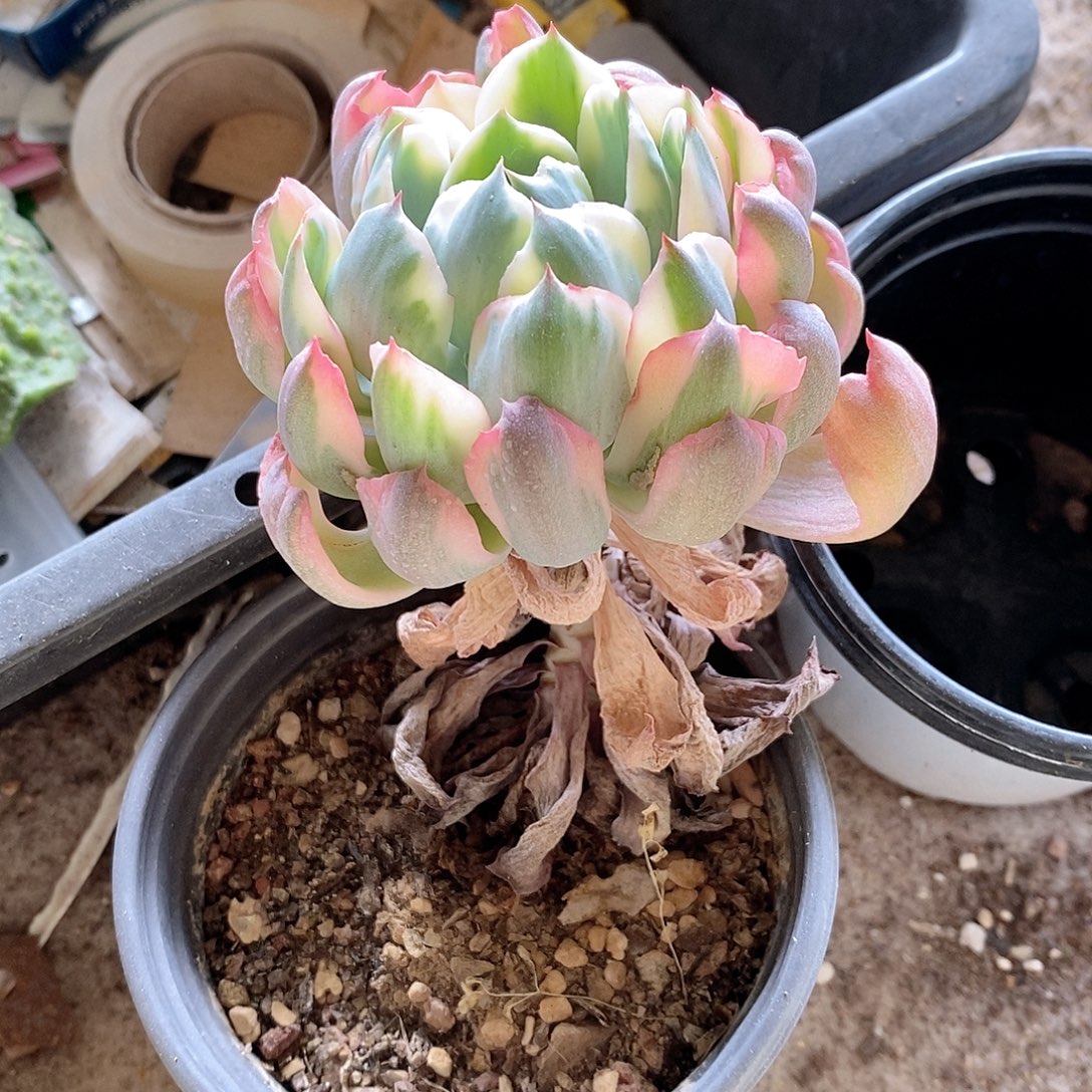 雨滴锦多肉植物老桩