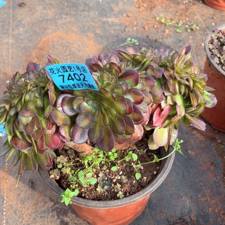 抹茶缀7402多肉植物