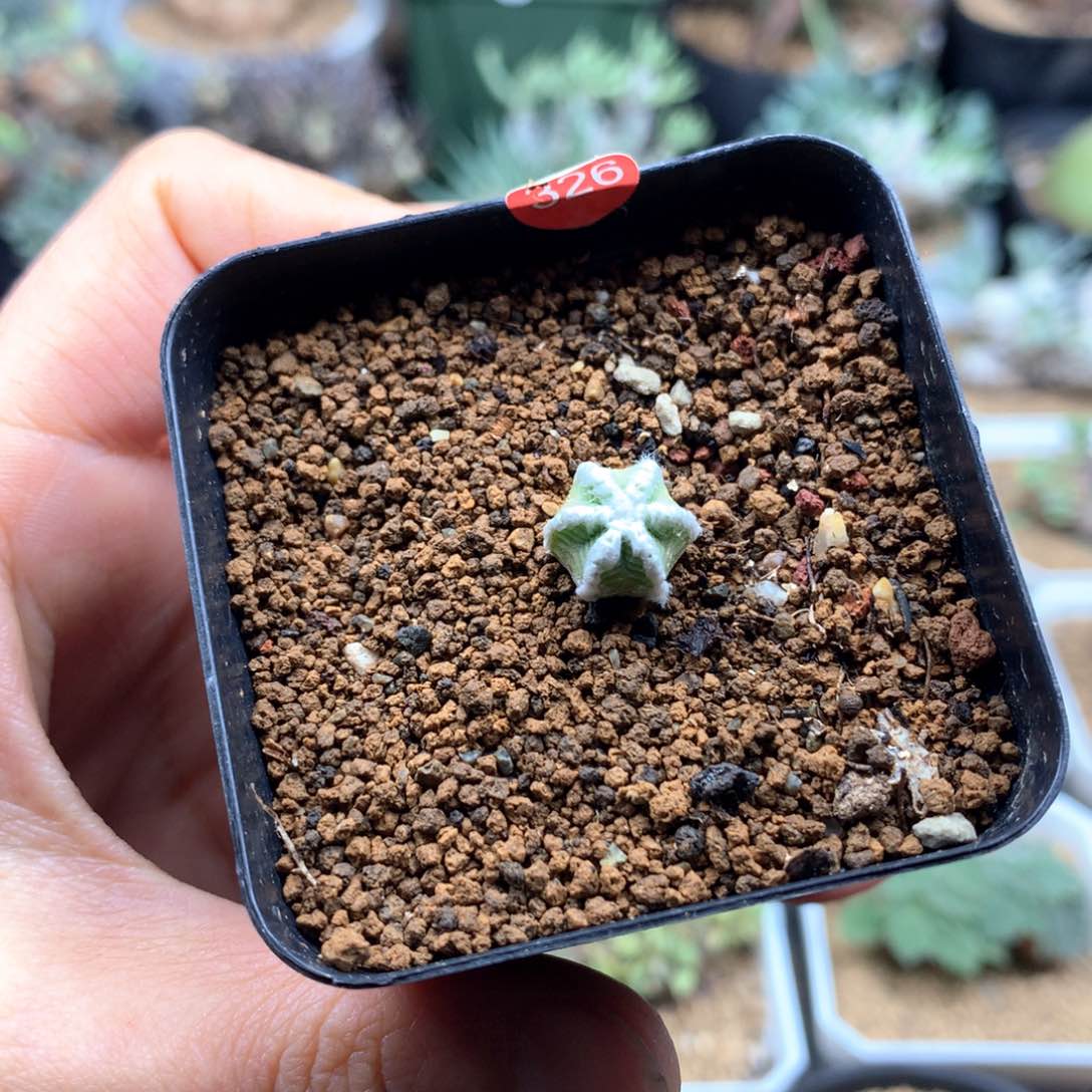 实生九年辛顿花笼0.9cm仙人球