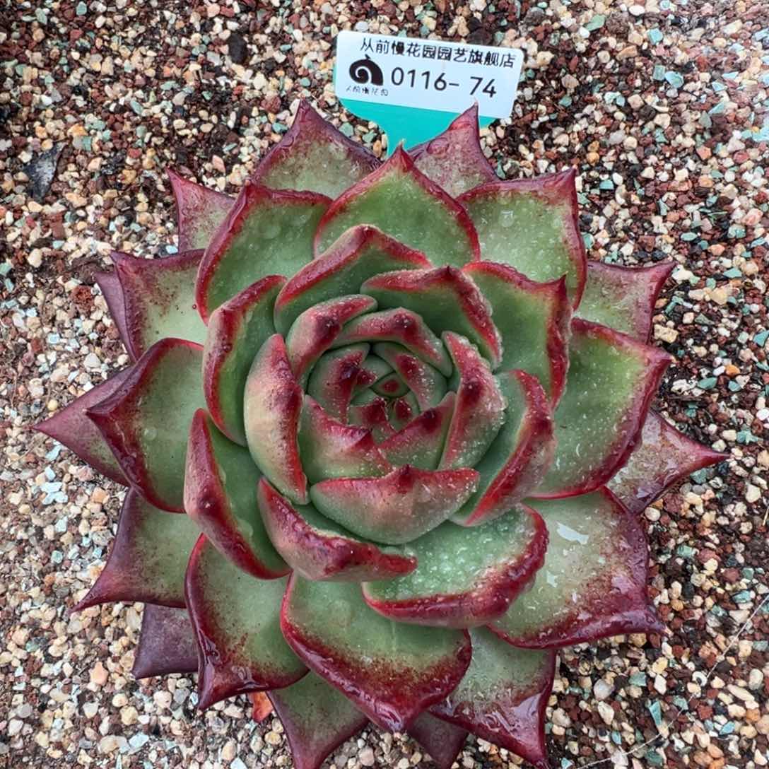 从前慢多肉精选编号0116.74