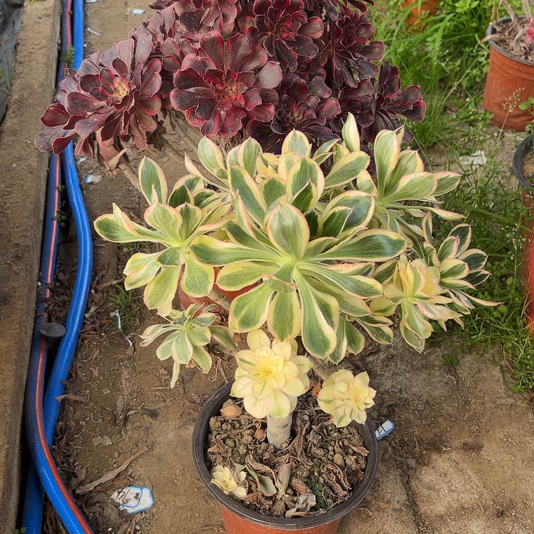 14燕姿无主头法师多肉植物